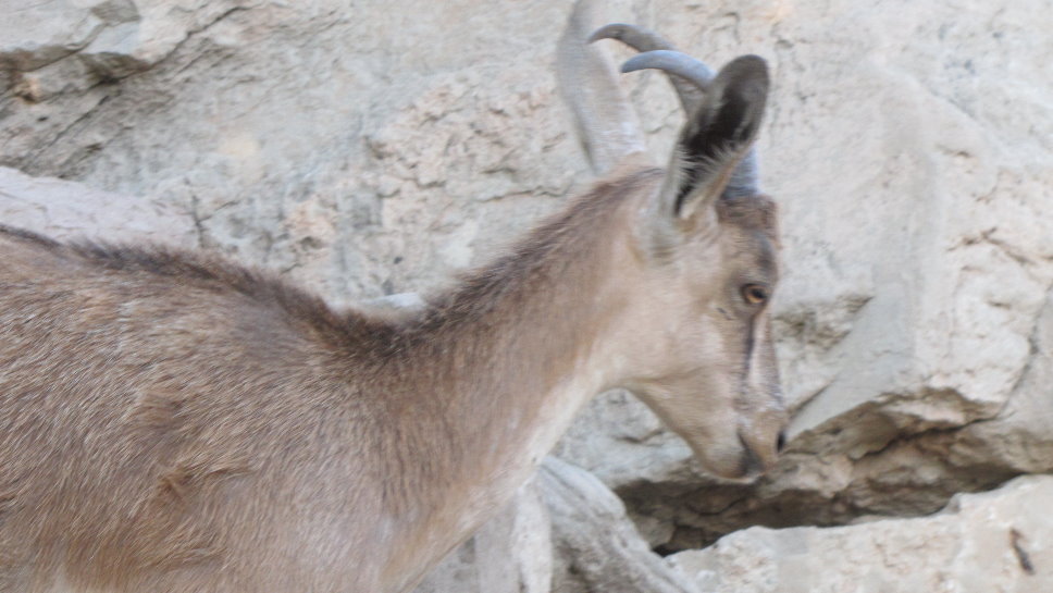persian bezoar ibex(female)