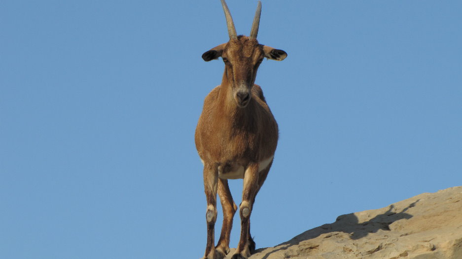 persian bezoar ibex(female)