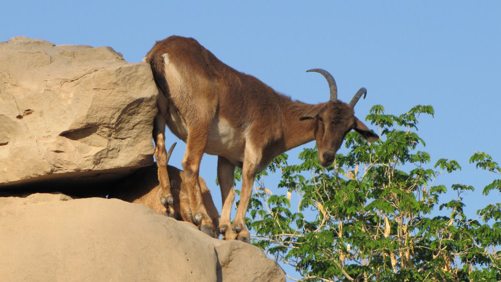 persian bezoar ibex(female)