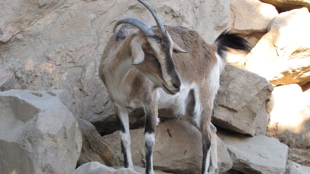 persian bezoar ibex(female)
