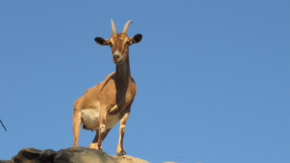 persian bezoar ibex(female)
