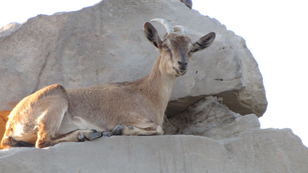 persian bezoar ibex(female)