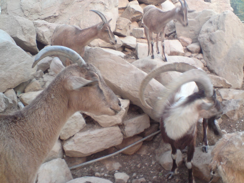 persian bezoar ibex Group2
