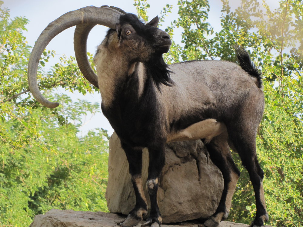 persian bezoar ibex(male)1