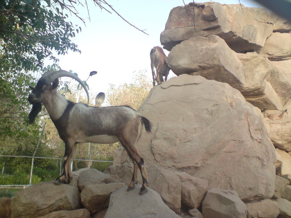 persian bezoar ibex (male)2
