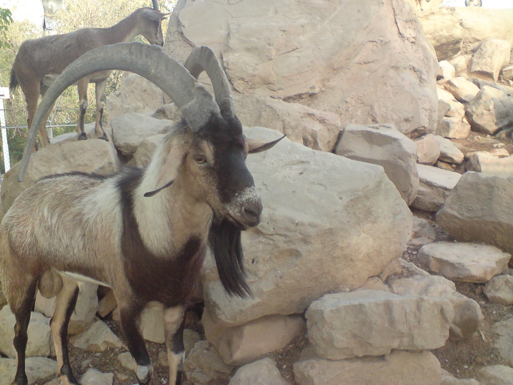 persian bezoar ibex (male)3