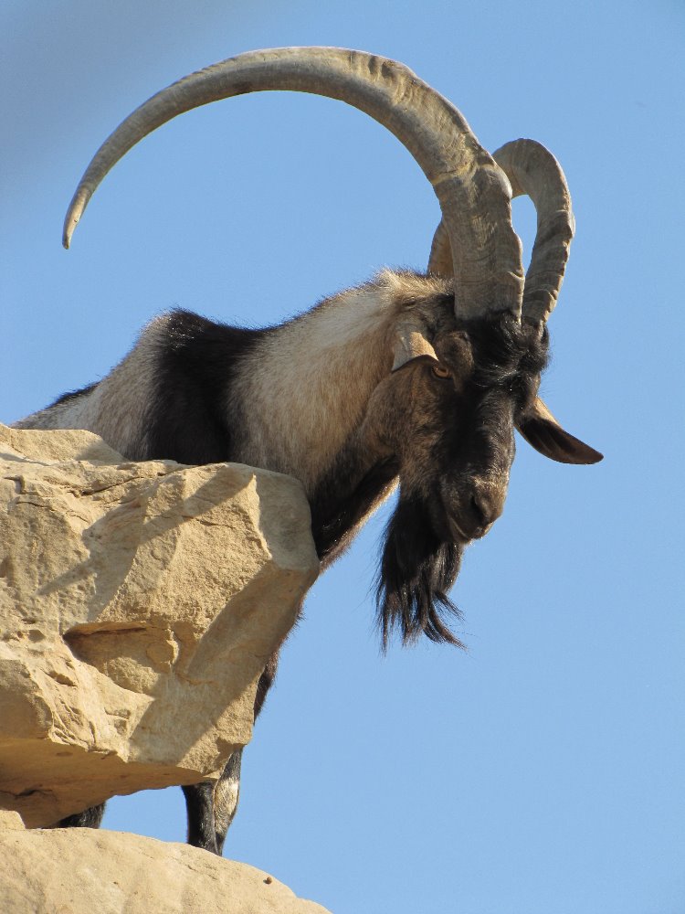 persian bezoar ibex(male)3