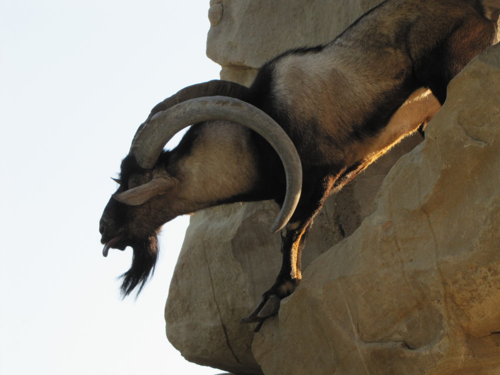 persian bezoar ibex(male)4