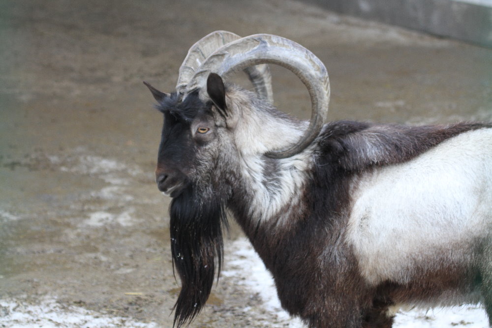 persian bezoar ibex male( Mashhad Zoo)