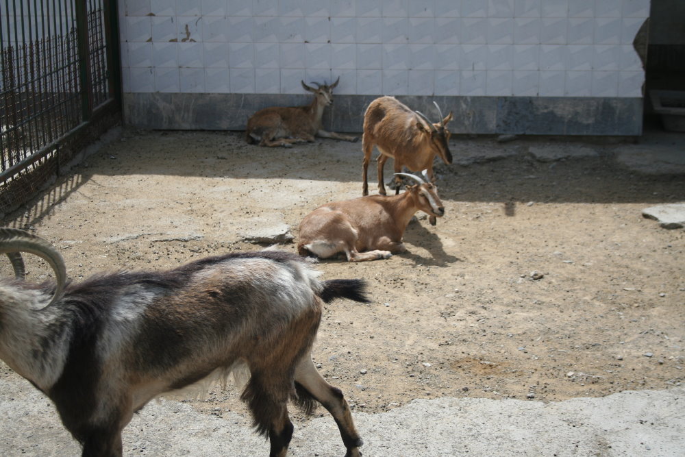 persian bezoar ibex (mashhad zoo)