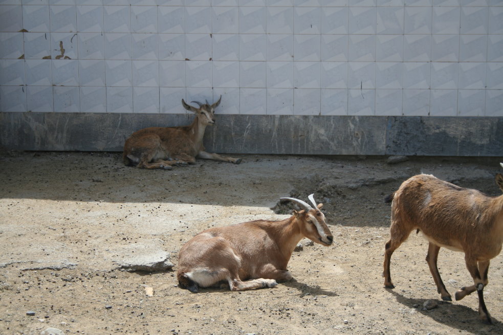 persian bezoar ibex(mashhad zoo)