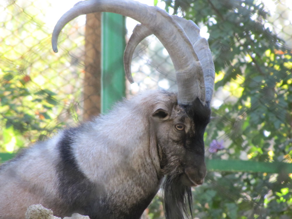 persian bezoar ibex (tehran zoo)