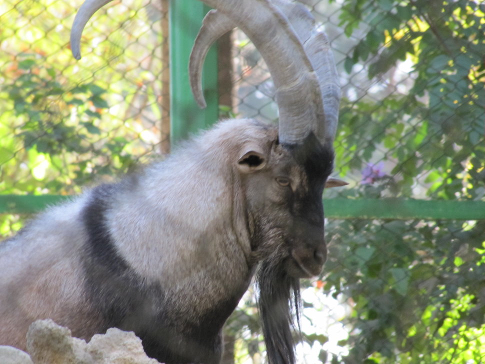 persian bezoar ibex (tehran zoo)