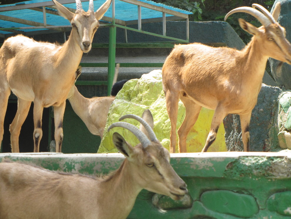 persian bezoar ibex(TEHRAN ZOO)