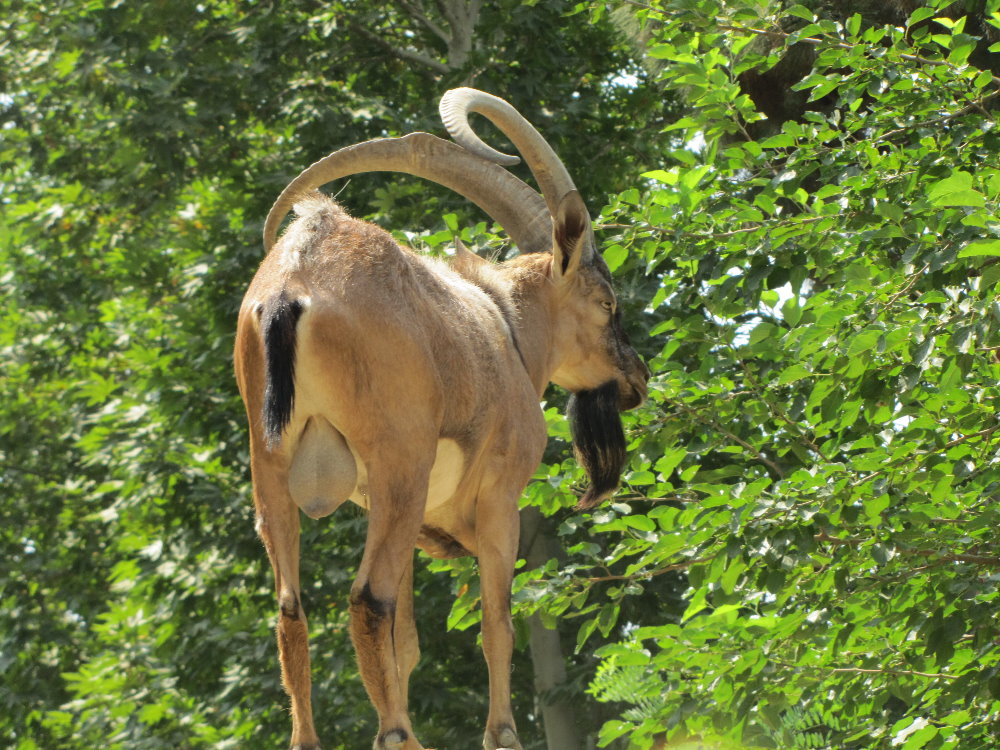 persian bezoar ibex(TEHRAN ZOO)