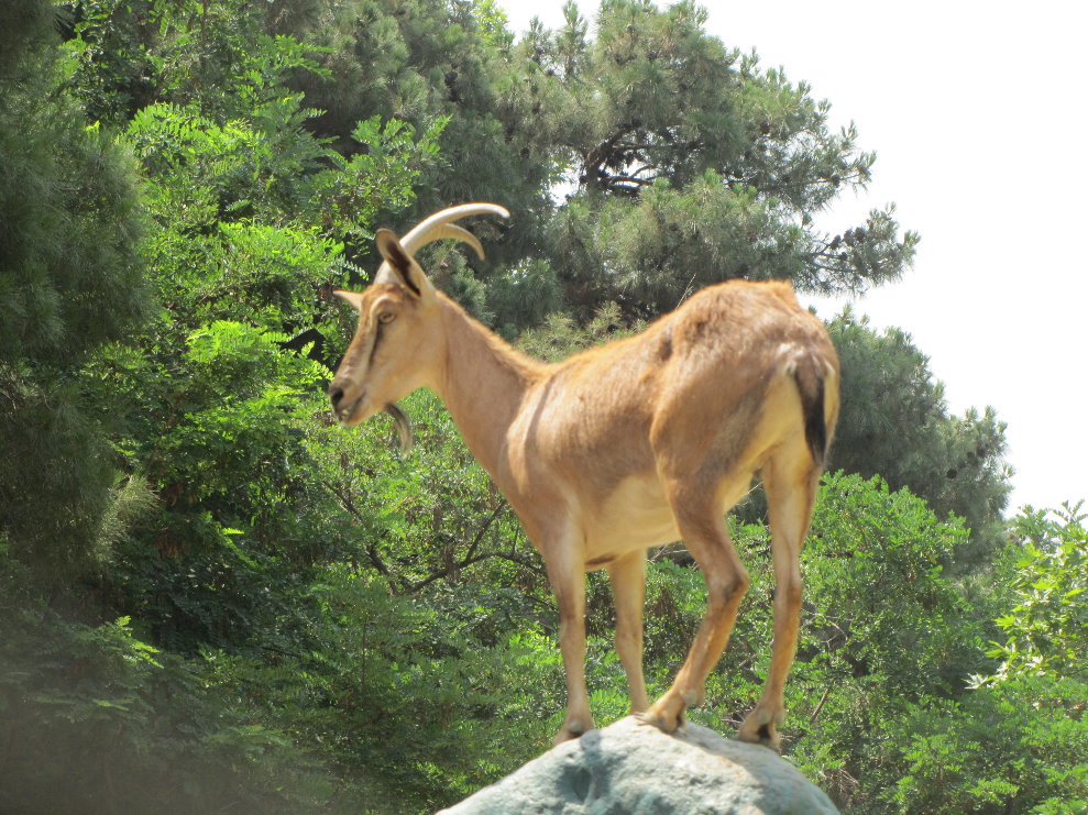persian bezoar ibex(TEHRAN ZOO)