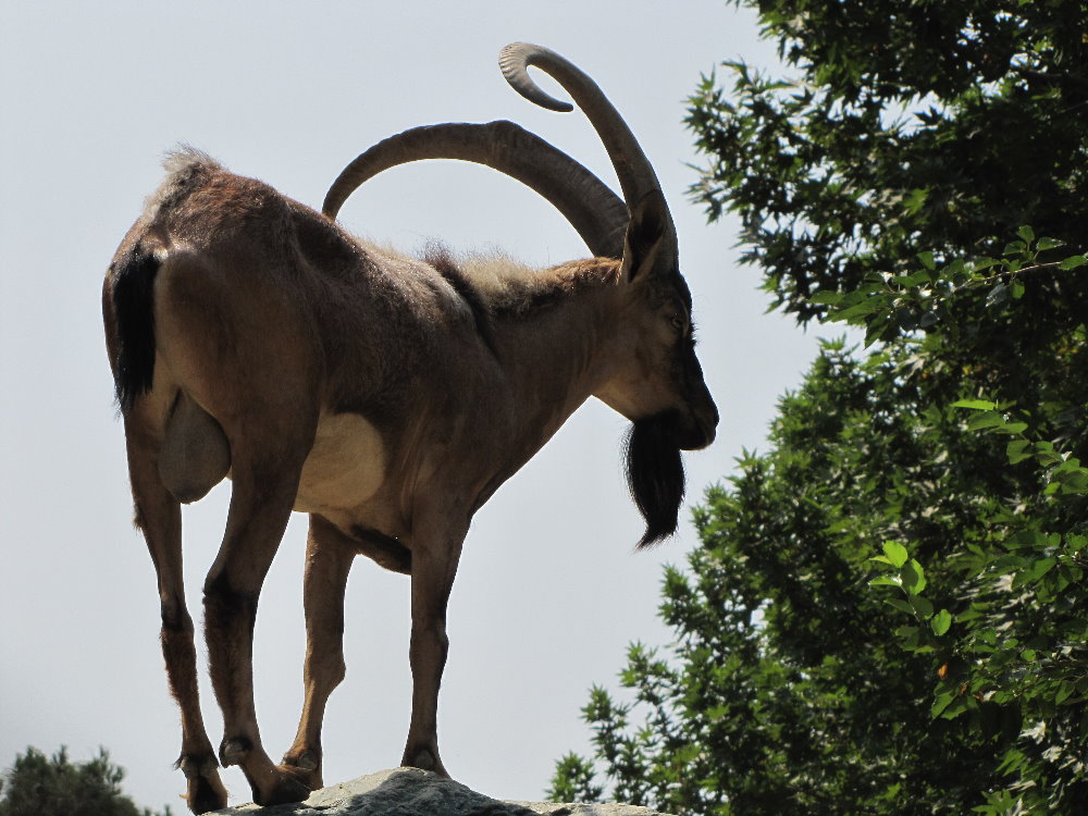 persian bezoar ibex(TEHRAN ZOO)