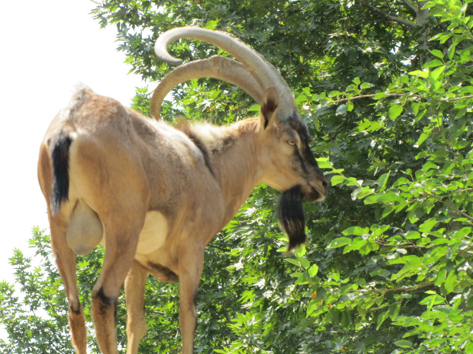 persian bezoar ibex(TEHRAN ZOO)