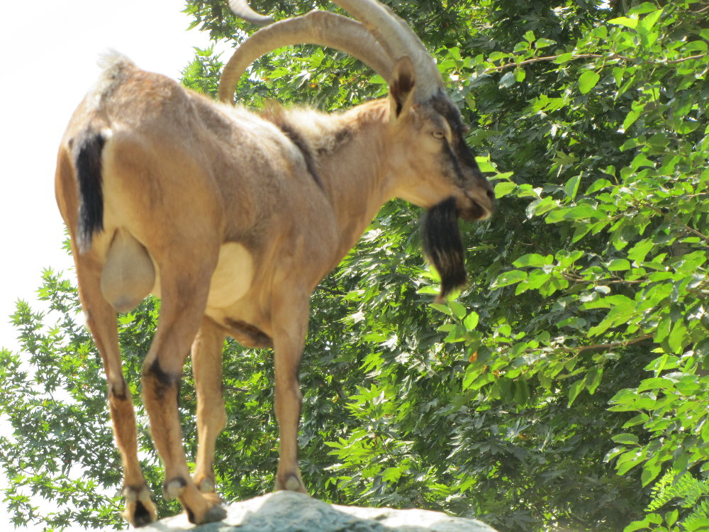 persian bezoar ibex(TEHRAN ZOO)