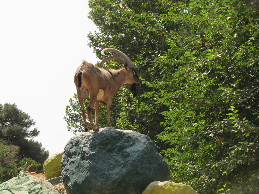 persian bezoar ibex(TEHRAN ZOO)