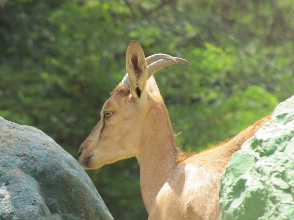 persian bezoar ibex(TEHRAN ZOO)