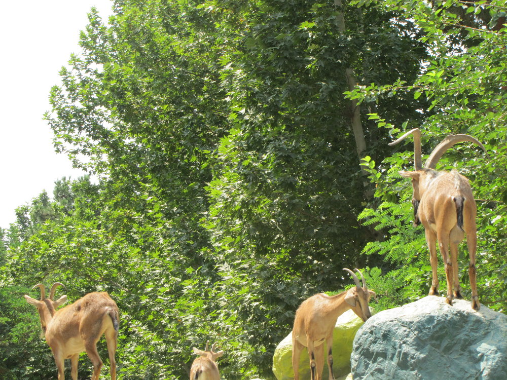 persian bezoar ibex(TEHRAN ZOO)