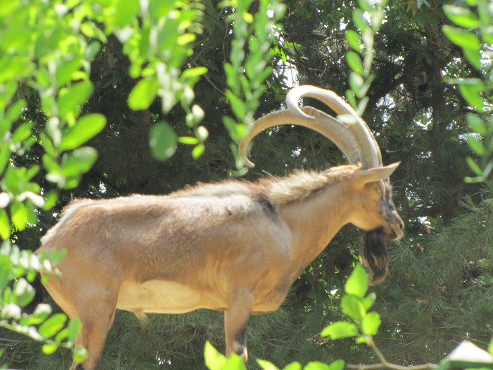 persian bezoar ibex(TEHRAN ZOO)