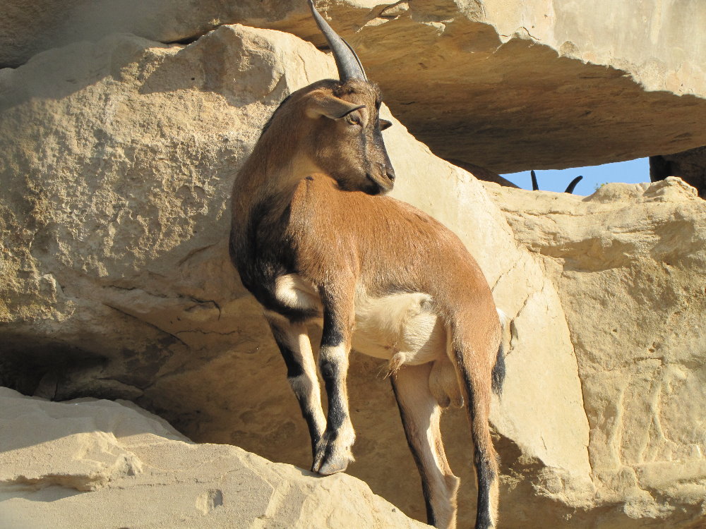 persian bezoar ibex(young male)