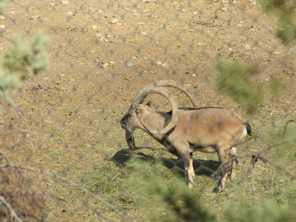 persian bezoar ibex