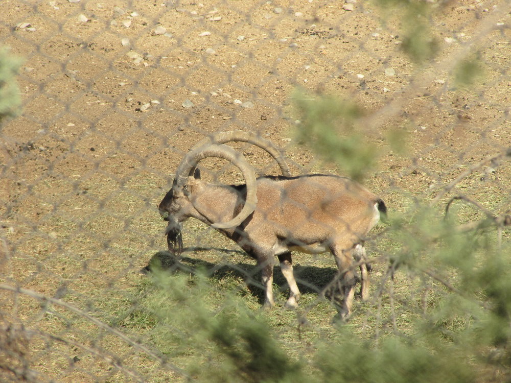 persian bezoar ibex