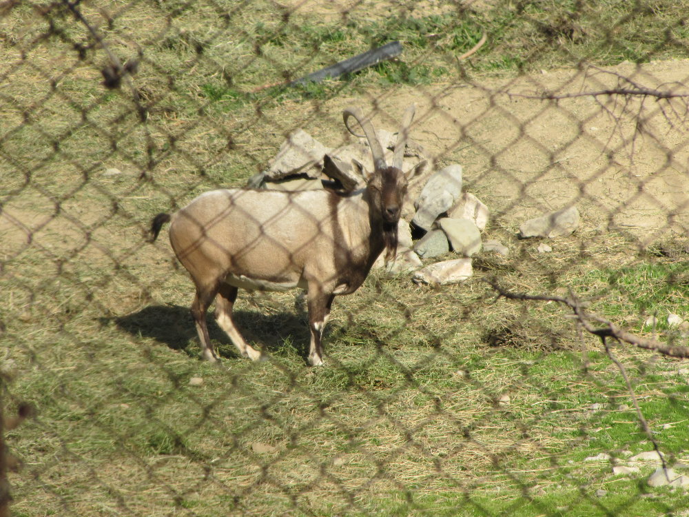 persian bezoar ibex