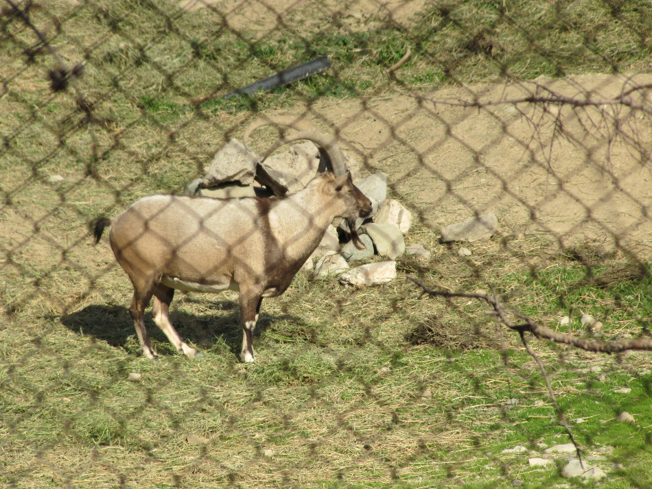 persian bezoar ibex