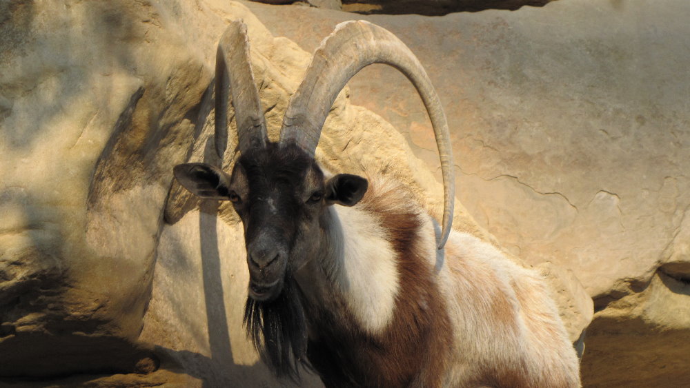 persian bezoar ibex