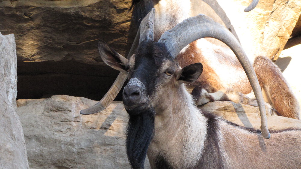 persian bezoar ibex