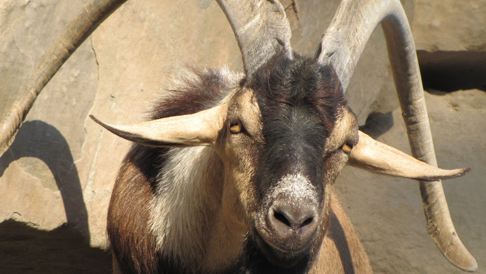persian bezoar ibex