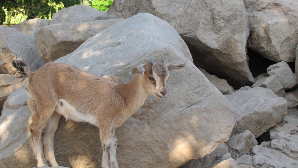 persian bezoar ibex