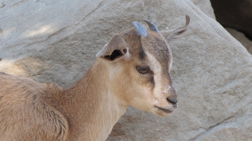 persian bezoar ibex