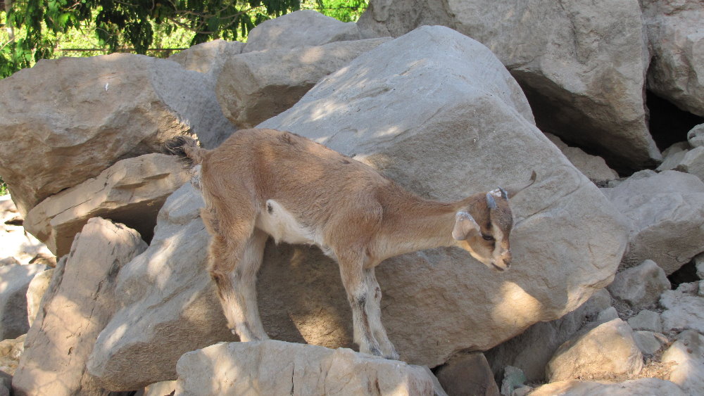 persian bezoar ibex