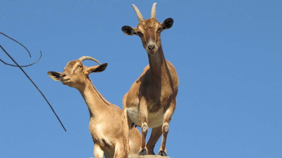 persian bezoar ibex