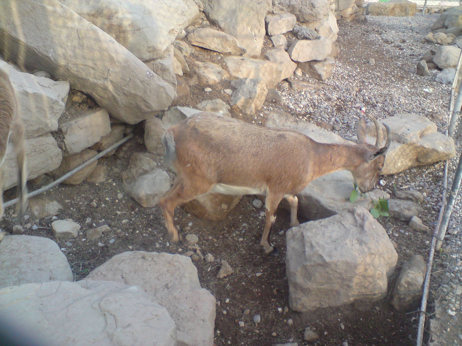 persian bezoar ibex