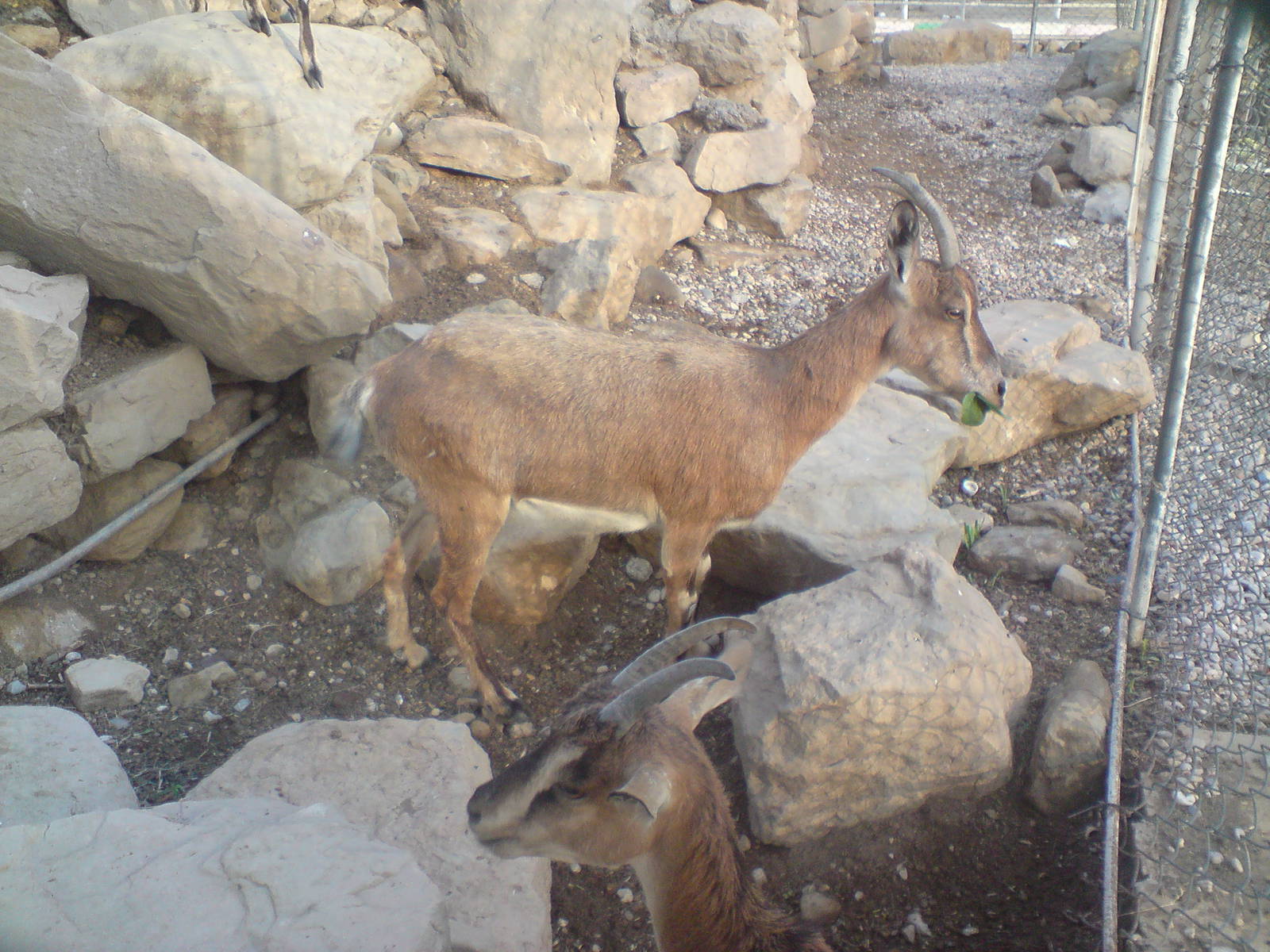 persian bezoar ibex