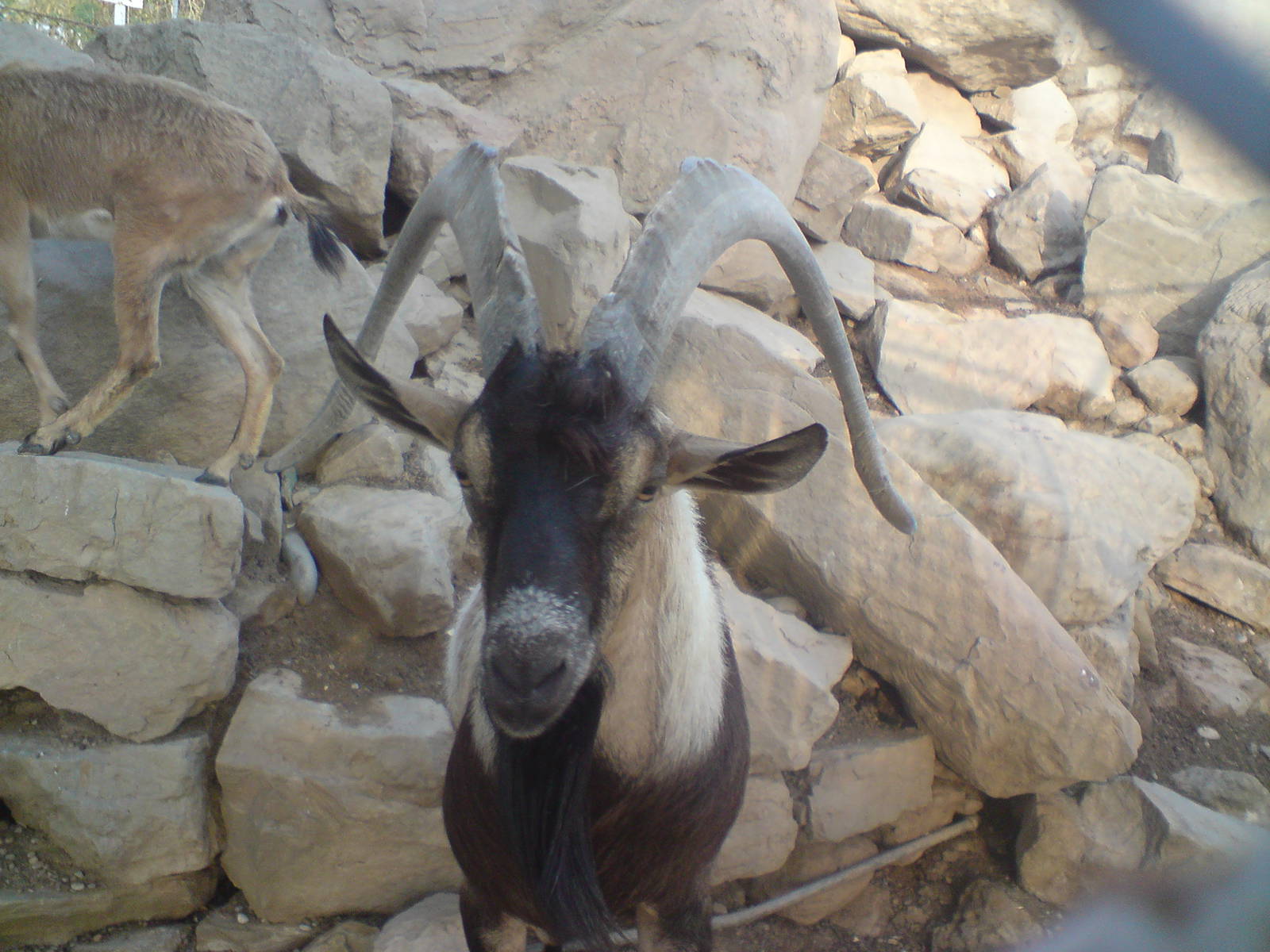 persian bezoar ibex
