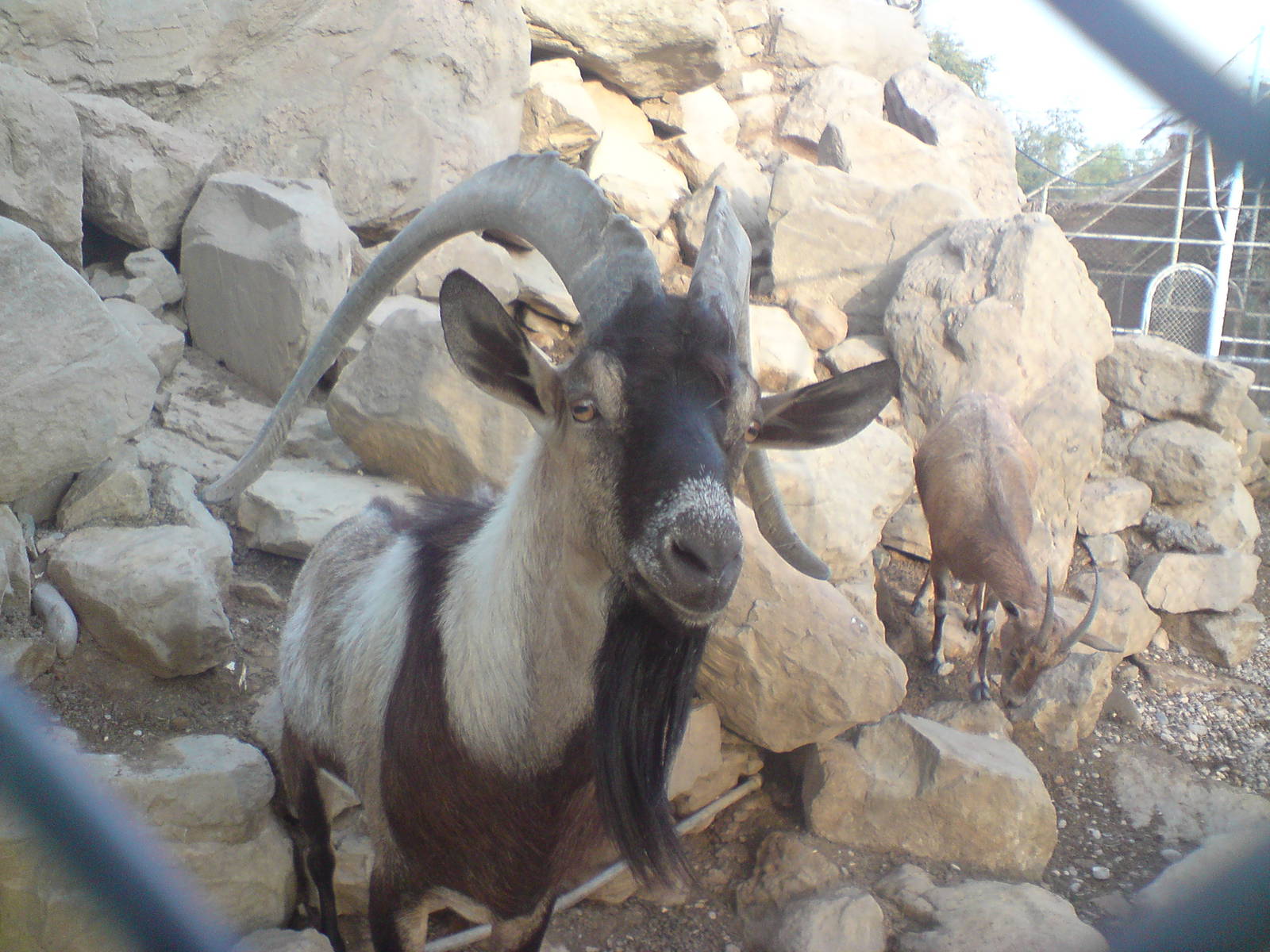 persian bezoar ibex