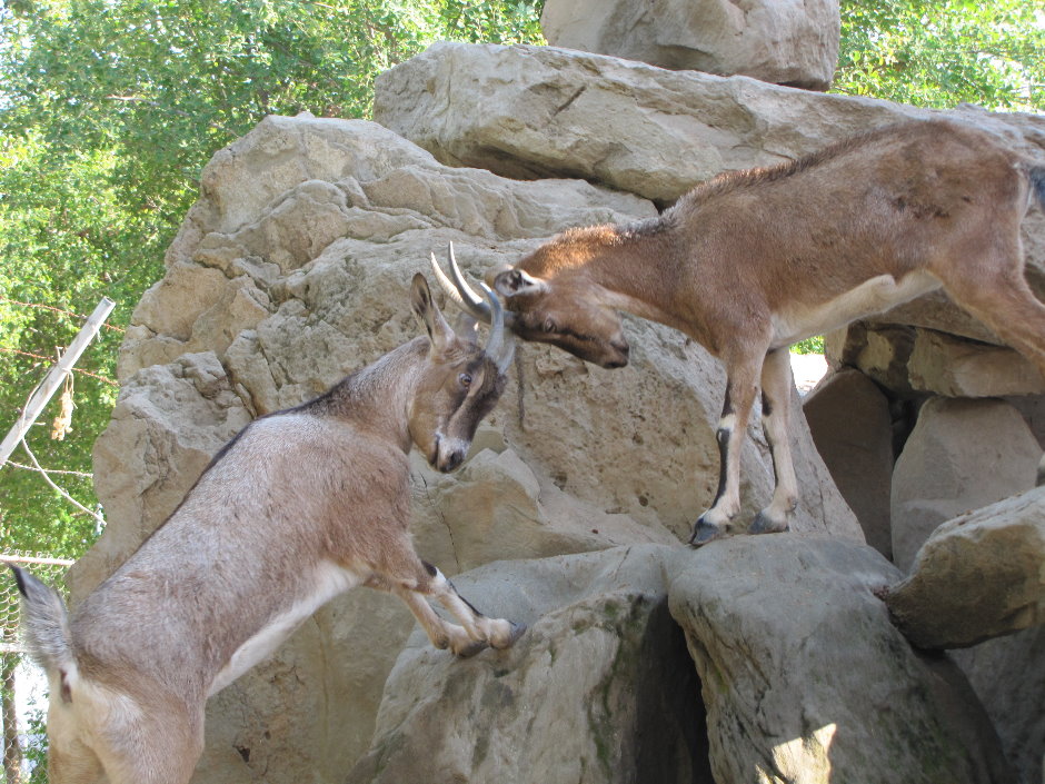persian bezoar ibex3