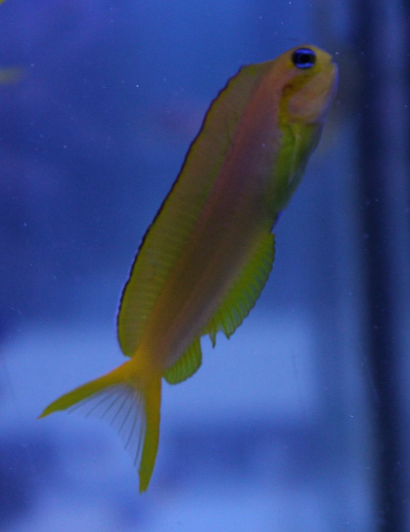 Persian blenny - Ecsenius midas