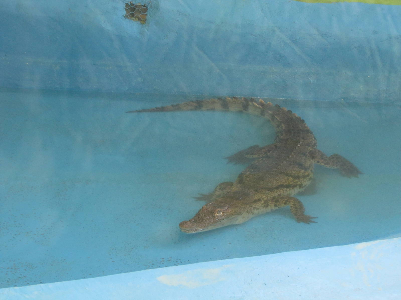 persian crocodile (Crocodylus palustris)