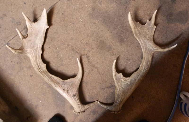 Persian fallow antlers