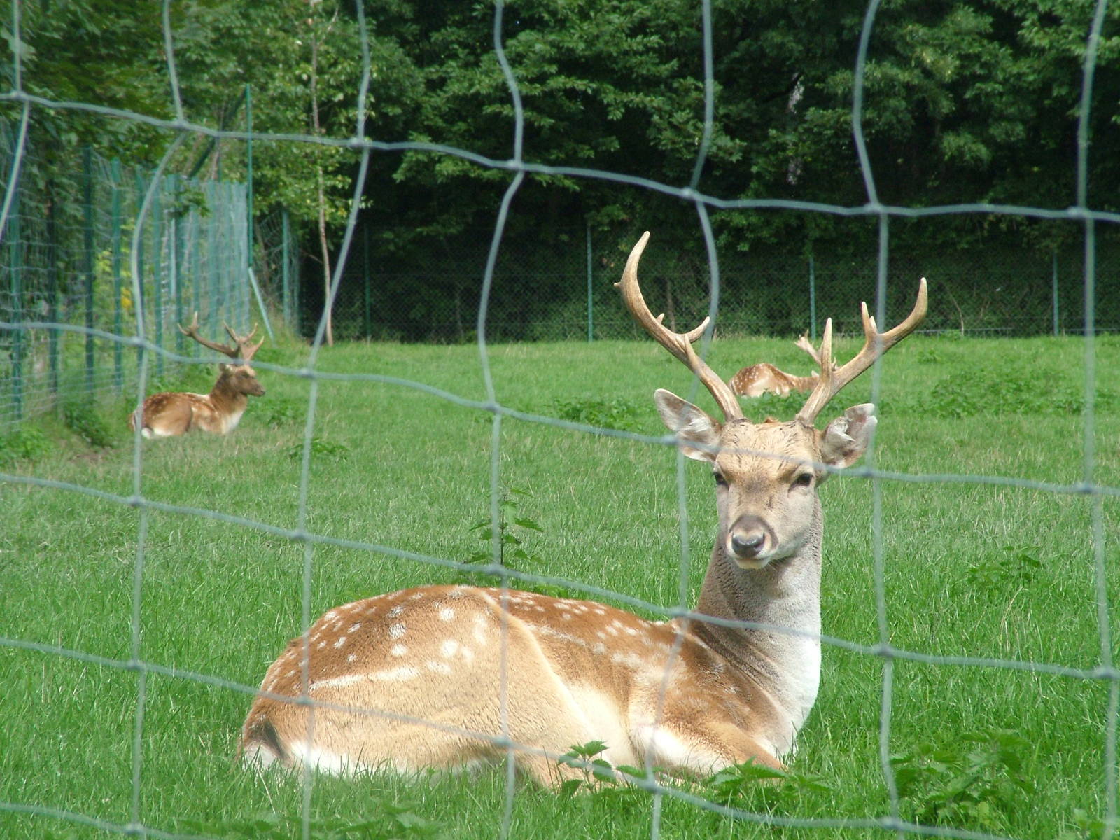 Persian Fallow Bucks at Opel-Zoo Kronberg, 30/08/10