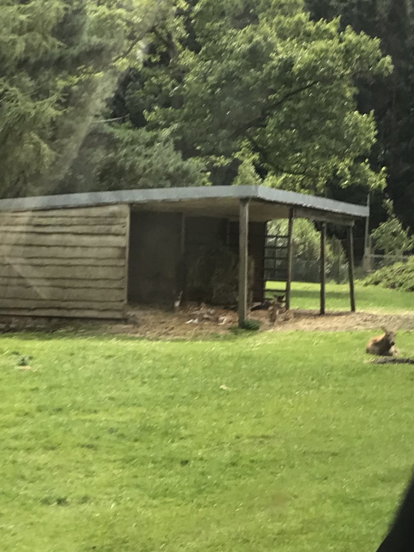 Persian fallow deer and Père David’s deer