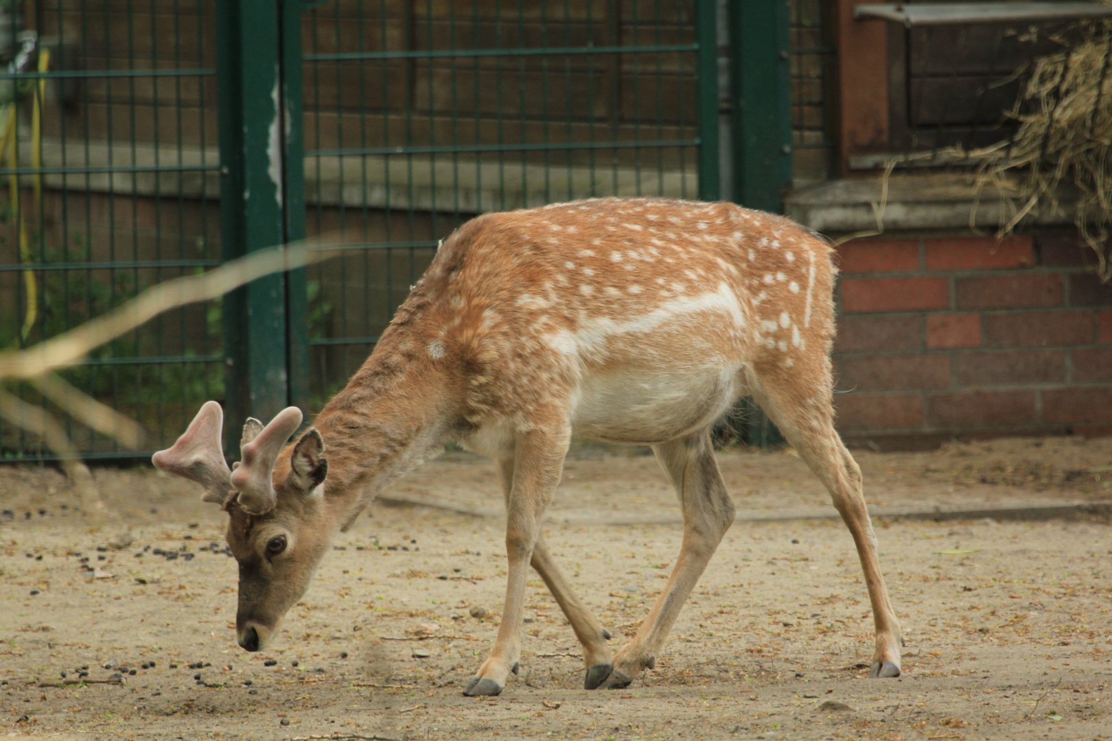Persian Fallow Deer (April 2018)